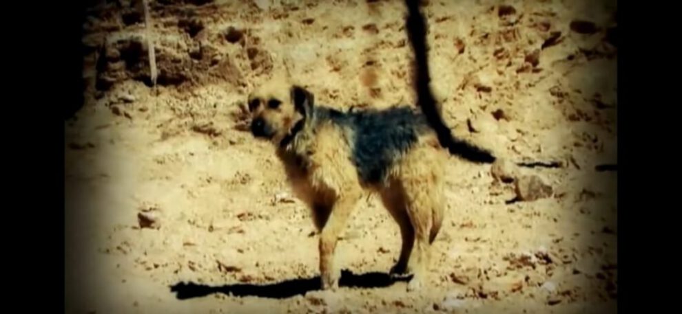 Golfo perro callejero que inspiró una canción