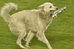 Cachito, el perrito adoptado por Raúl Castro tras interrumpir el partido entre The Strongest y Nacional Potosí