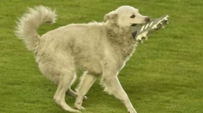Cachito, el perrito adoptado por Raúl Castro tras interrumpir el partido entre The Strongest y Nacional Potosí