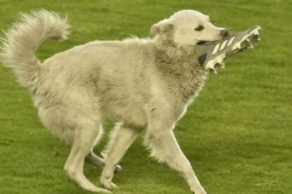 Cachito, el perrito adoptado por Raúl Castro tras interrumpir el partido entre The Strongest y Nacional Potosí
