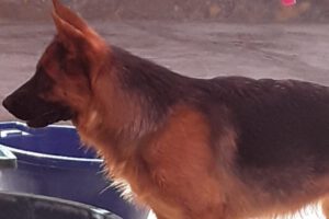 Rescate de mascota maltratada por voluntarios en Oruro