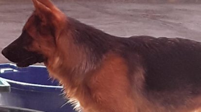 Rescate de mascota maltratada por voluntarios en Oruro
