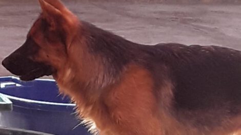 Rescate de mascota maltratada por voluntarios en Oruro