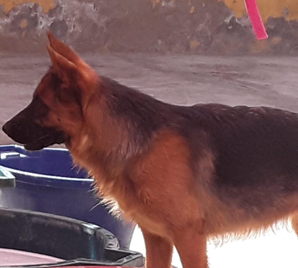 Rescate de mascota maltratada por voluntarios en Oruro