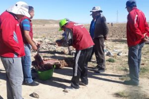 Ataque de jauría que resultó en la muerte de cuatro llamas