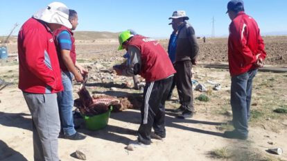 Ataque de jauría que resultó en la muerte de cuatro llamas