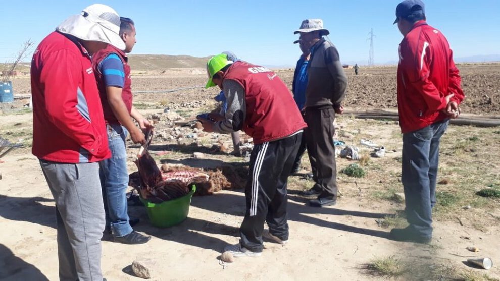 Ataque de jauría que resultó en la muerte de cuatro llamas