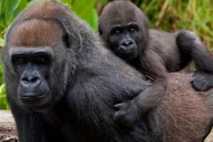 Gorilas positivos al Covid-19 en zoológico de San Diego