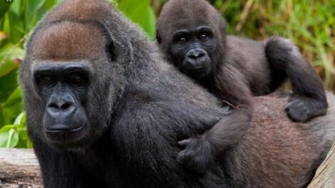 Gorilas positivos al Covid-19 en zoológico de San Diego