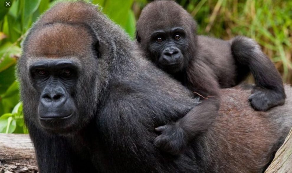 Gorilas positivos al Covid-19 en zoológico de San Diego