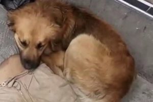 Indigente muere tras agonía acompañado por su perro