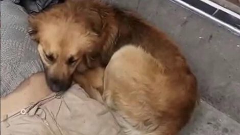 Indigente muere tras agonía acompañado por su perro