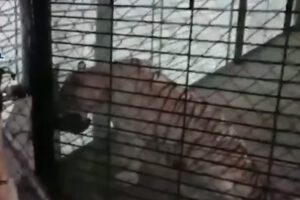 Tigre albino en peligro de extinción encontrado en chalé de traficantes