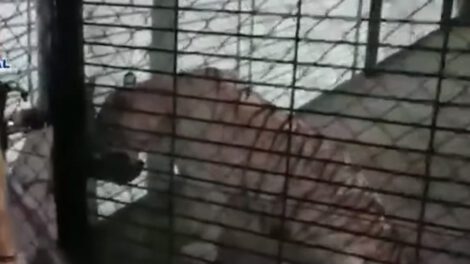 Tigre albino en peligro de extinción encontrado en chalé de traficantes
