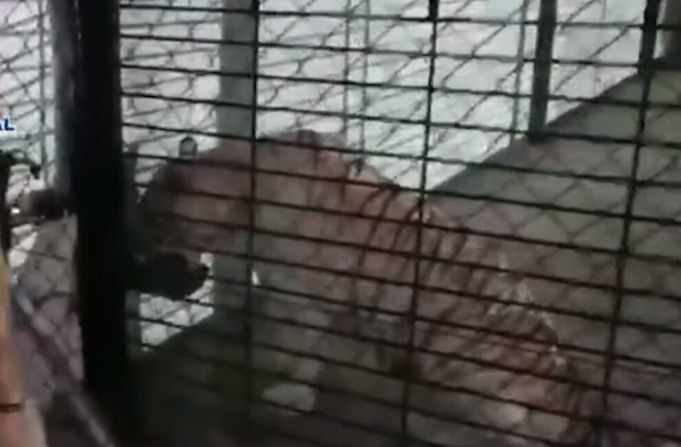 Tigre albino en peligro de extinción encontrado en chalé de traficantes