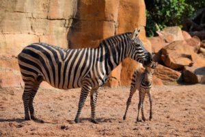 Cebrita Filomena nacida en el Bioparc de Valencia