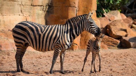 Cebrita Filomena nacida en el Bioparc de Valencia