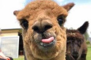 Llama como esperanza contra el Covid-19