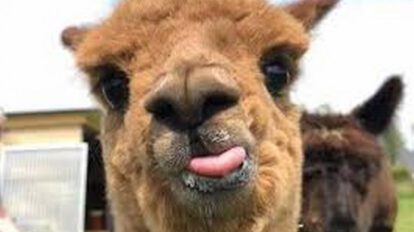 Llama como esperanza contra el Covid-19