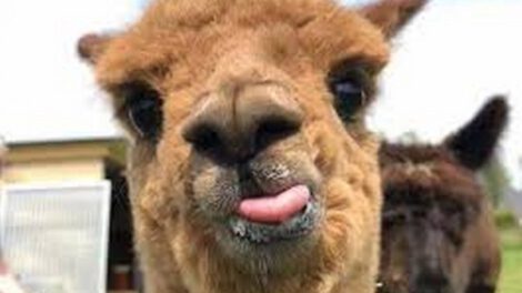 Llama como esperanza contra el Covid-19