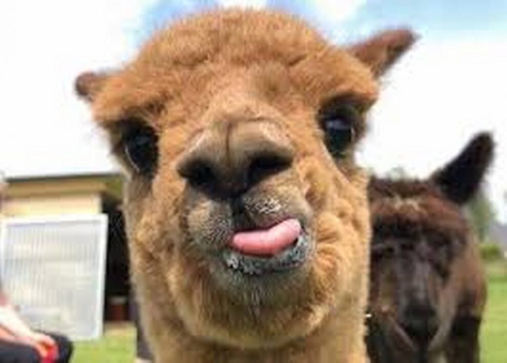 Llama como esperanza contra el Covid-19