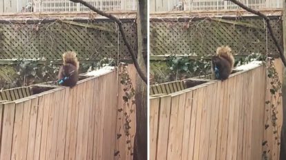 Ardilla afila sus dientes con un cuchillo en Canadá