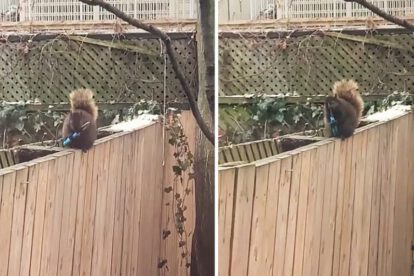 Ardilla afila sus dientes con un cuchillo en Canadá