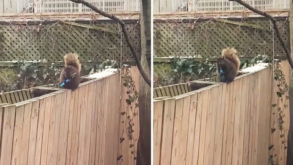 Ardilla afila sus dientes con un cuchillo en Canadá