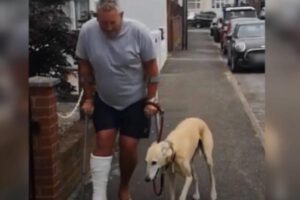 Perrito cojo imita a su dueño