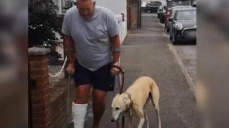 Perrito cojo imita a su dueño