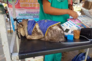 Marcha contra la Rabia en Oruro con participación de la población y sus mascotas