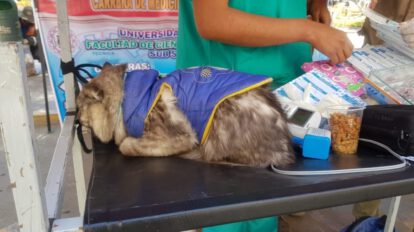 Marcha contra la Rabia en Oruro con participación de la población y sus mascotas