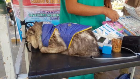 Marcha contra la Rabia en Oruro con participación de la población y sus mascotas