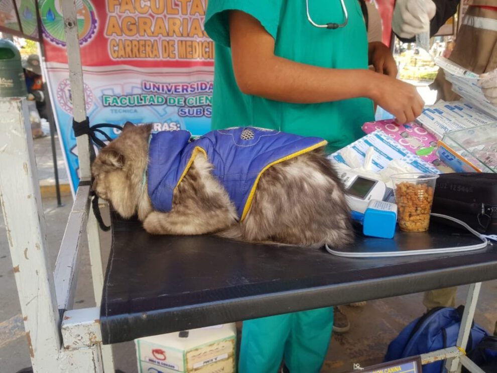 Marcha contra la Rabia en Oruro con participación de la población y sus mascotas