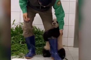 Bebé panda aferrándose en la pierna de su cuidador