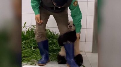 Bebé panda aferrándose en la pierna de su cuidador