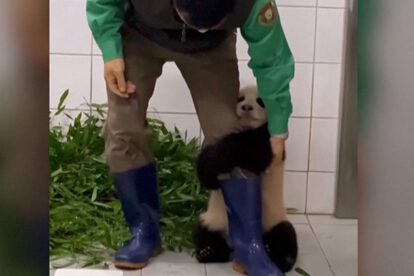 Bebé panda aferrándose en la pierna de su cuidador