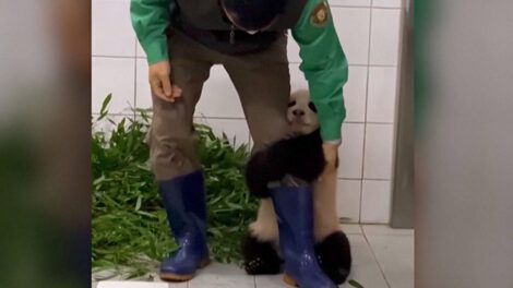 Bebé panda aferrándose en la pierna de su cuidador