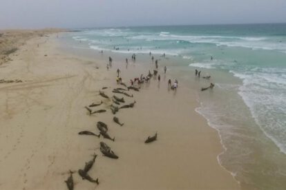 Delfines varados en Cabo Verde