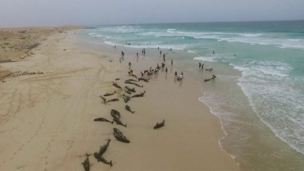 Delfines varados en Cabo Verde