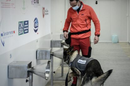 Perros detectan Covid-19 a través de la transpiración humana