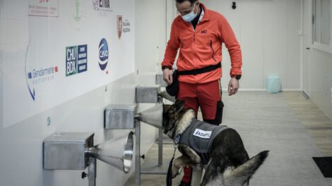 Perros detectan Covid-19 a través de la transpiración humana