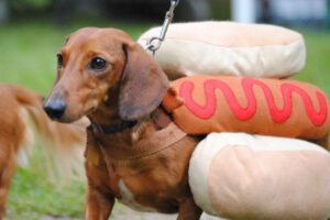 Alimentos prohibidos para los perros