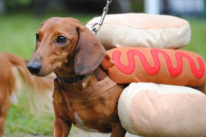 Alimentos prohibidos para los perros