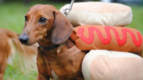 Alimentos prohibidos para los perros