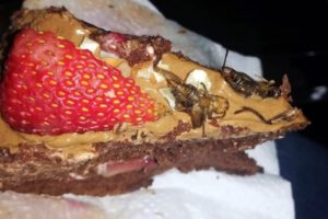 Postres con insectos como alternativa para combatir la desnutrición
