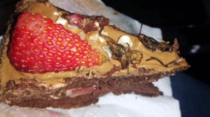 Postres con insectos como alternativa para combatir la desnutrición