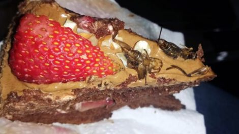 Postres con insectos como alternativa para combatir la desnutrición