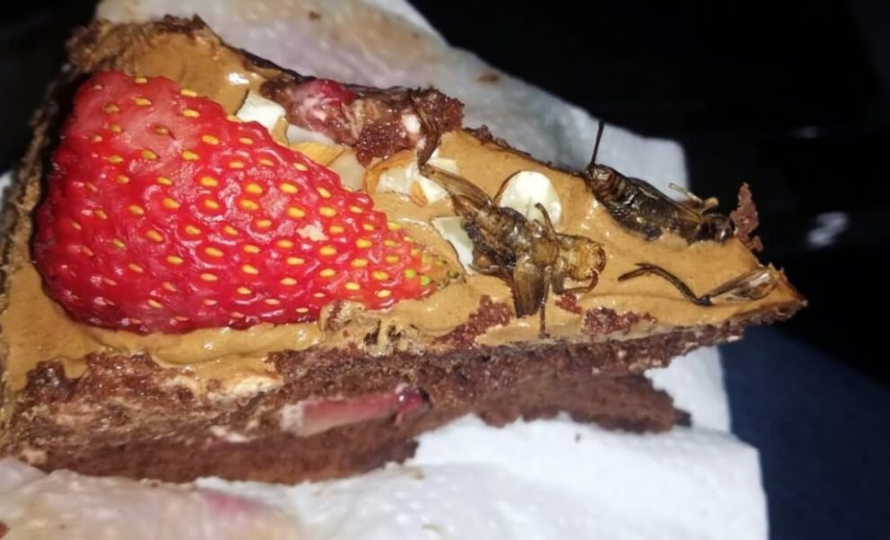 Postres con insectos como alternativa para combatir la desnutrición