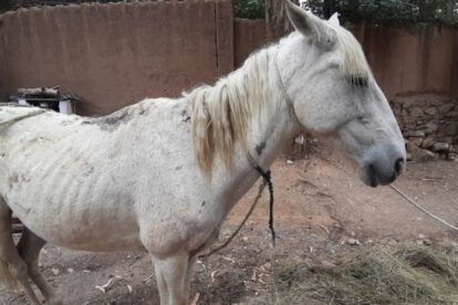 Rescate de caballo maltratado en Oruro